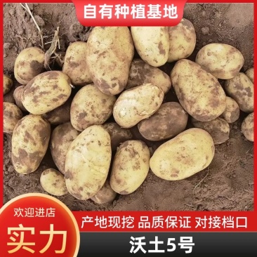 沃土5号内蒙古土豆产地直供对接商超市场社区团购等