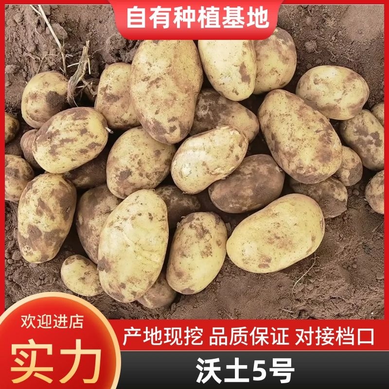 沃土5号内蒙古土豆产地直供对接商超市场社区团购等