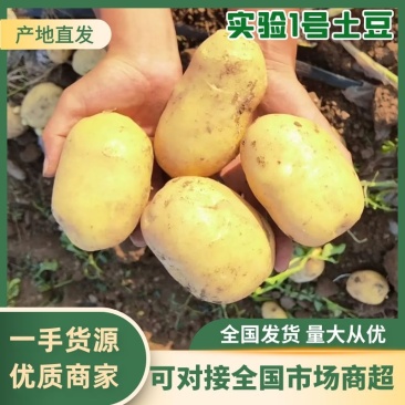实验1号土豆内蒙古土豆基地直发皮黄型好对接市场
