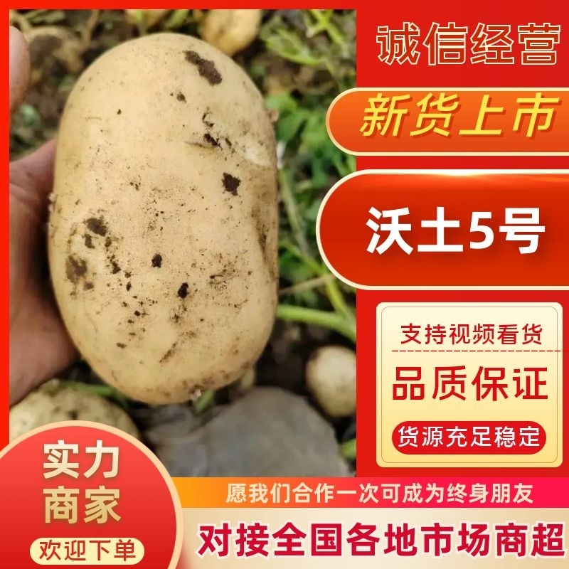 沃土土豆内蒙代发土豆货源充足按约发货到货无忧诚信代办