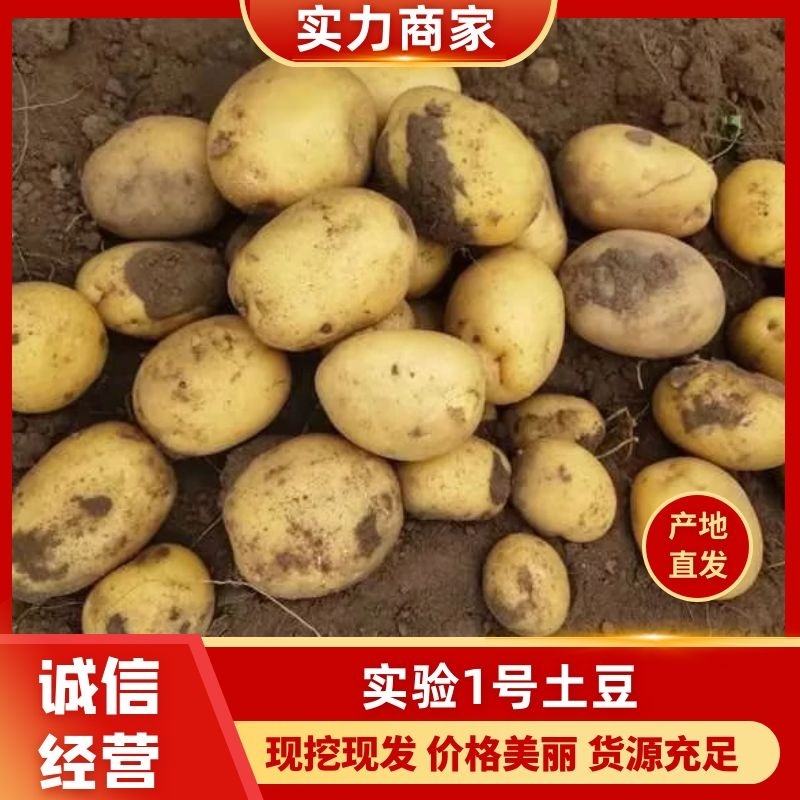 【现货】黄心土豆实验一号土豆货源充足品种齐全欢迎来电