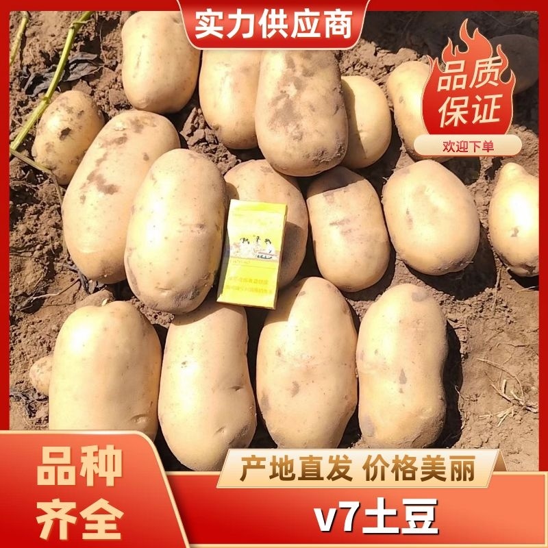 v7土豆内蒙古土豆大量供应中品种齐全对接全国市场等