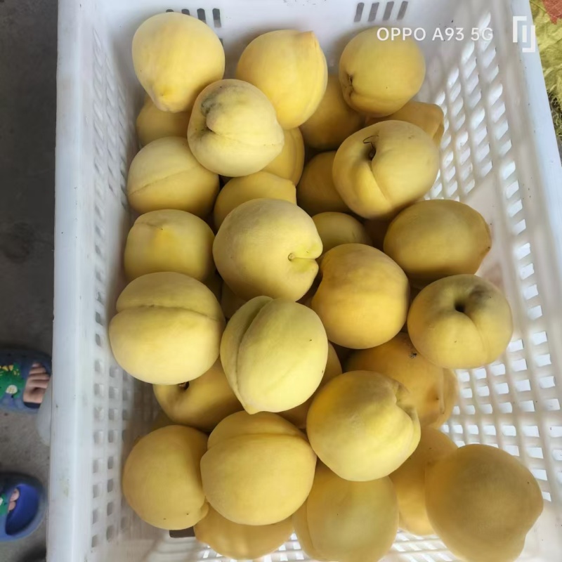 精品黄桃产地直供一手货源品质保障量大从优