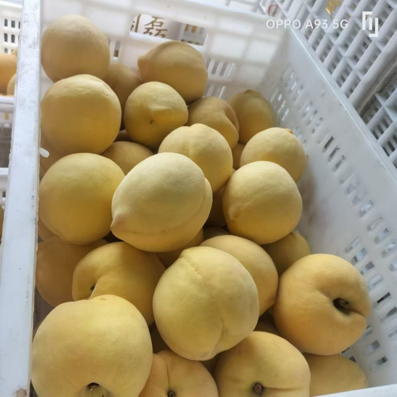 精品黄桃产地直供一手货源品质保障量大从优