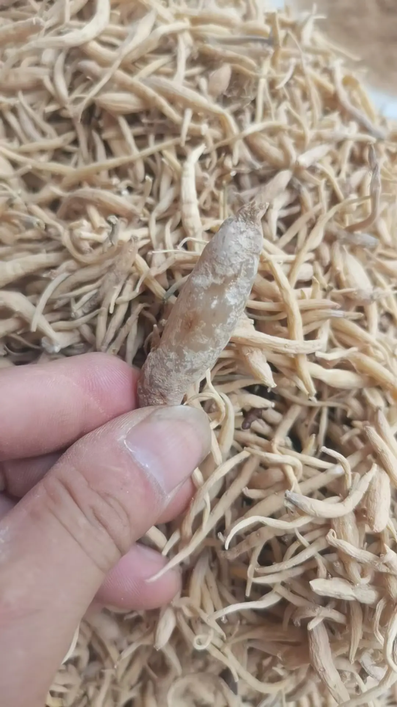 精品太子参高品质，量大从优产地直发欢迎各地客洽谈