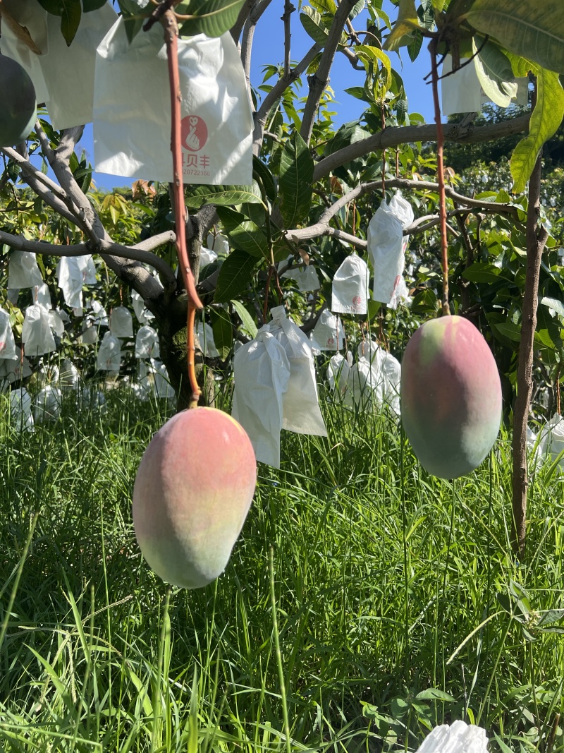 【一件代发】芒果优质凯特芒果现摘现发提供售后