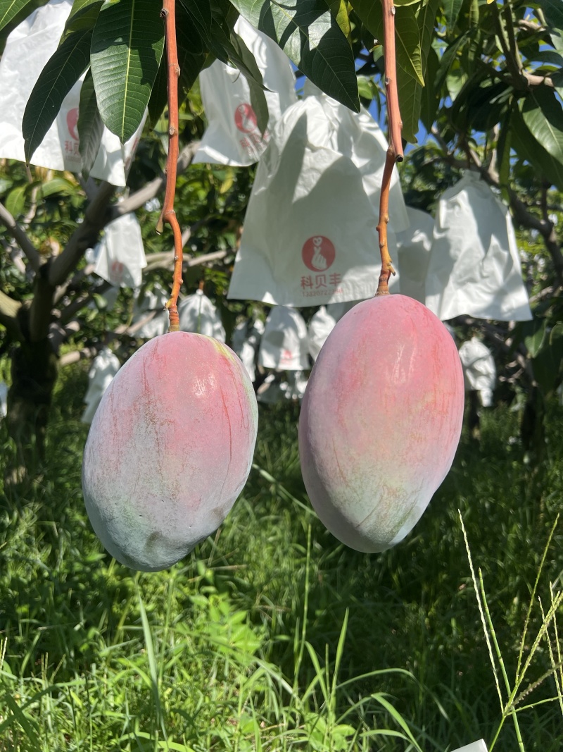 【一件代发】芒果优质凯特芒果现摘现发提供售后