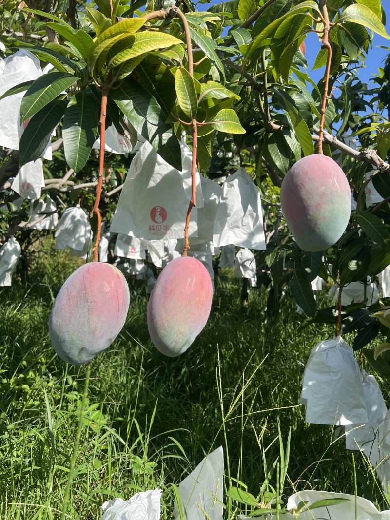 【一件代发】芒果优质凯特芒果现摘现发提供售后