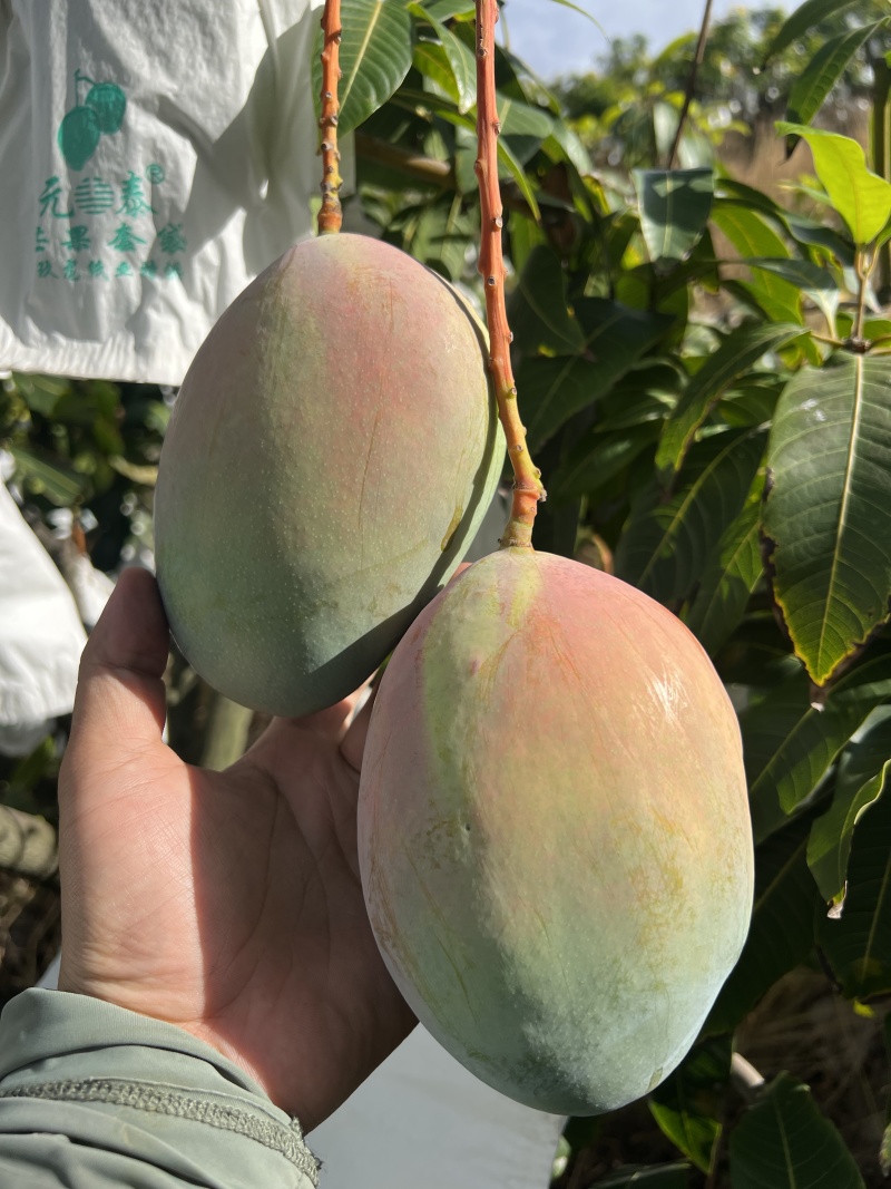 【一件代发】芒果优质凯特芒果现摘现发提供售后
