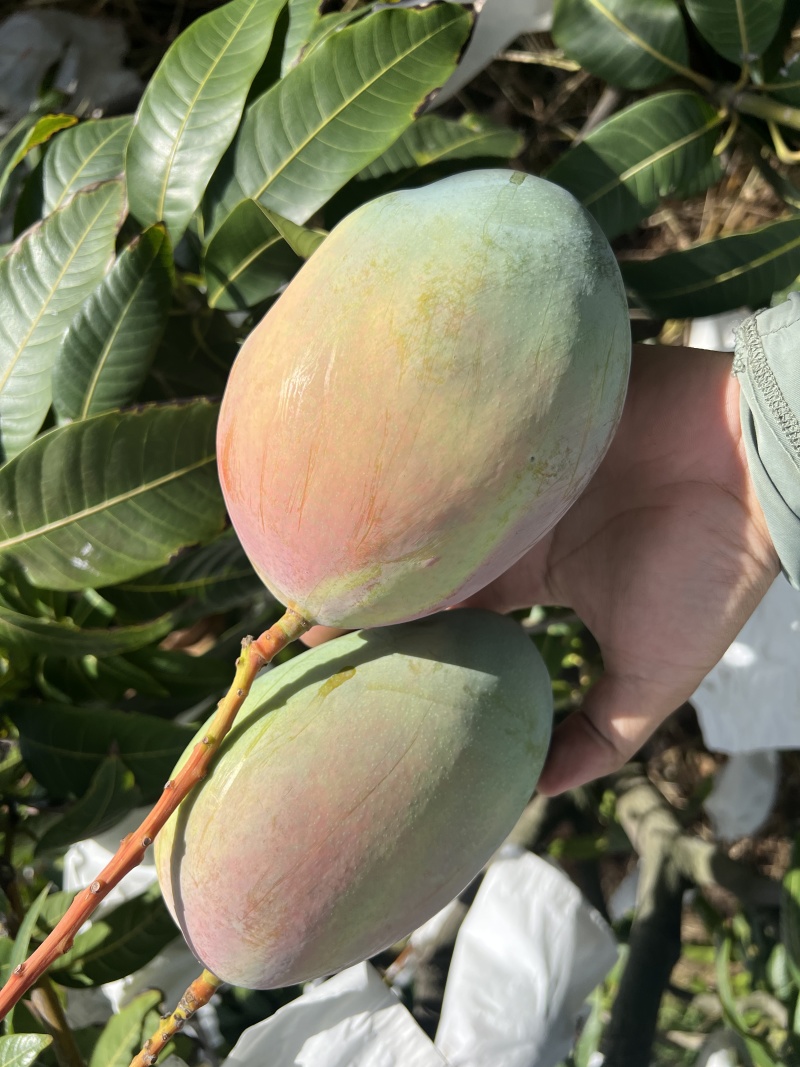 【一件代发】芒果优质凯特芒果现摘现发提供售后