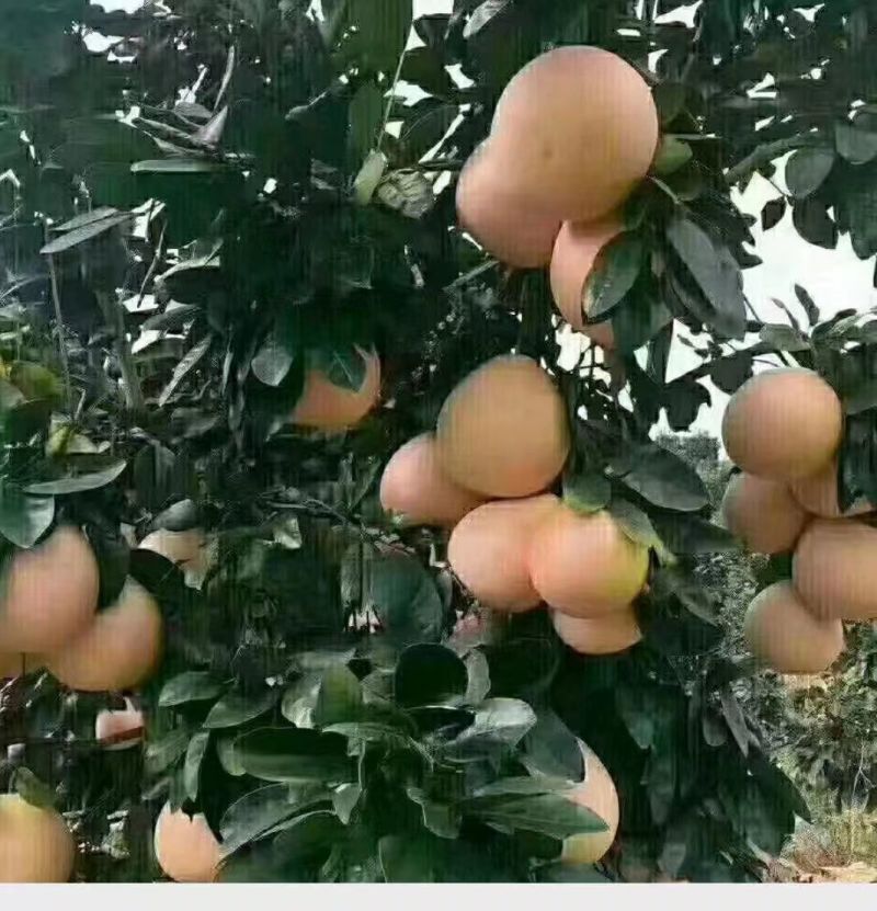 福建红心柚子/量大质优/价格优惠/一手货源/支持视频看货