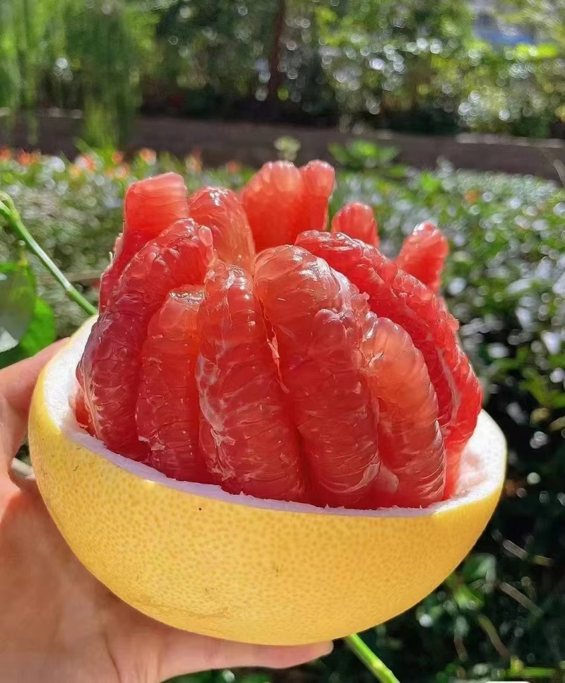 福建红心柚子/量大质优/价格优惠/一手货源/支持视频看货