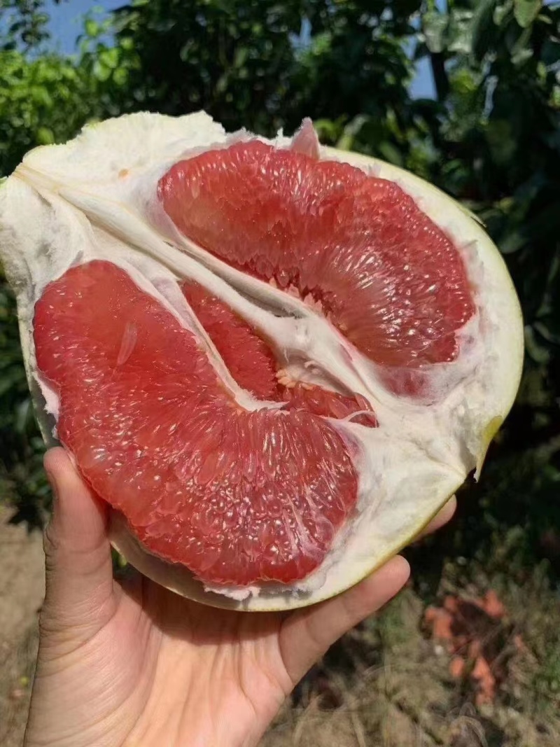 福建红心柚子/量大质优/价格优惠/一手货源/支持视频看货
