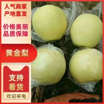 梨山东黄金梨，圆黄梨，风水梨，皇冠梨，秋月梨，大量供应