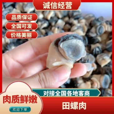 湖北潜江大田螺肉精品田螺肉品质保证货源充足欢迎咨询