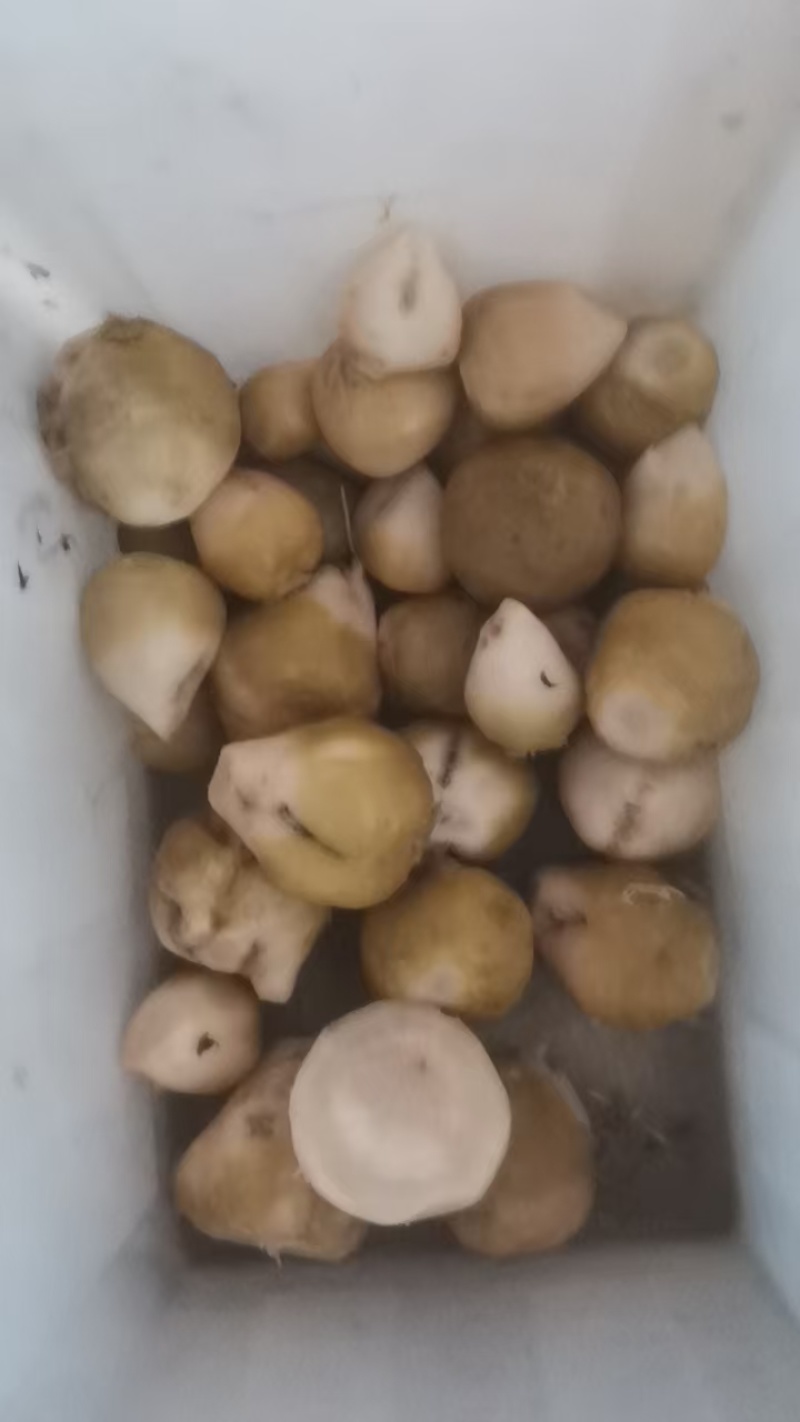 【泡菜】咸菜，腌菜热烈欢迎四海宾客来我们基地考察订购