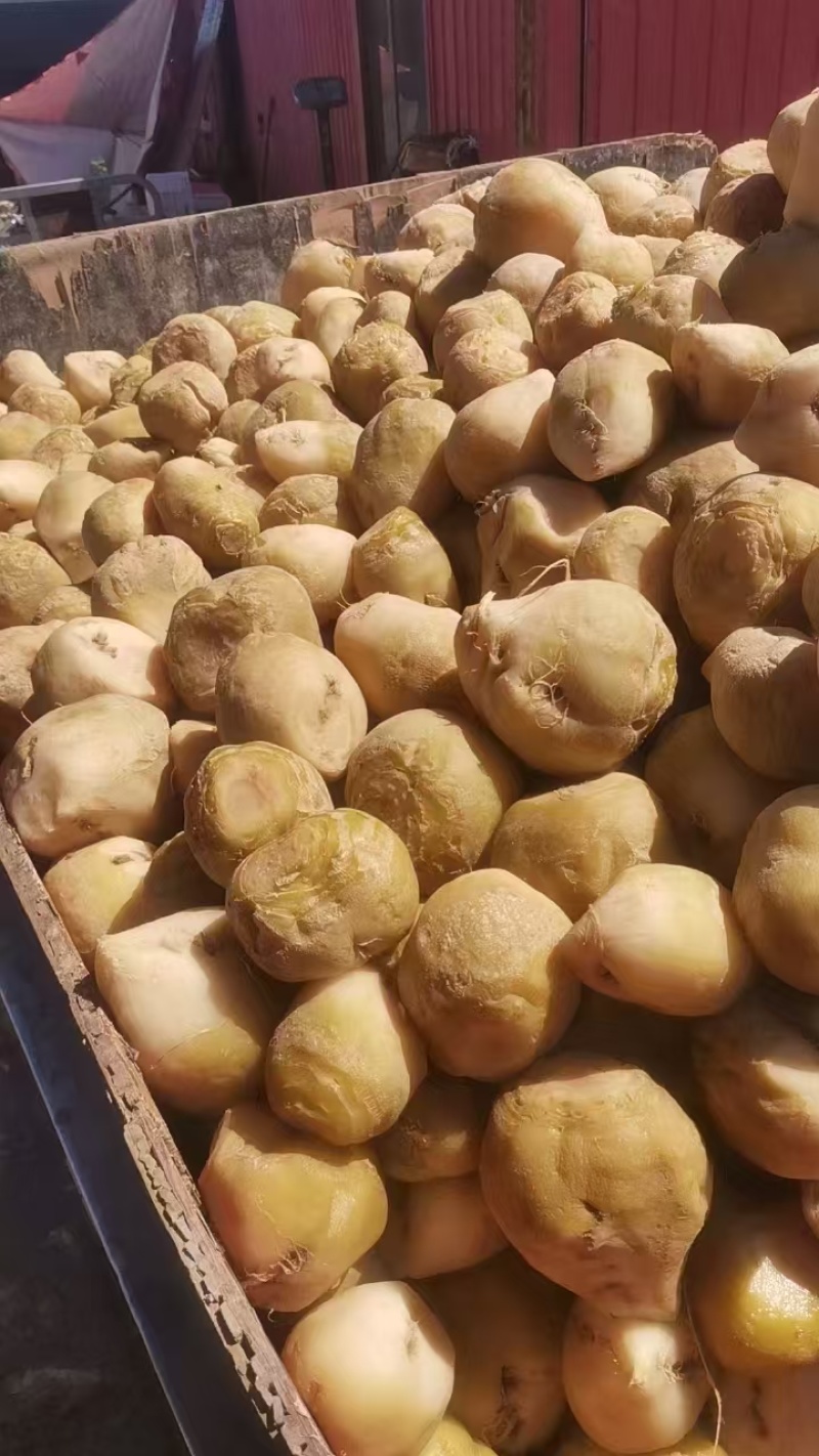 【泡菜】咸菜，腌菜热烈欢迎四海宾客来我们基地考察订购