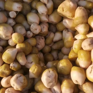 【泡菜】咸菜，腌菜热烈欢迎四海宾客来我们基地考察订购