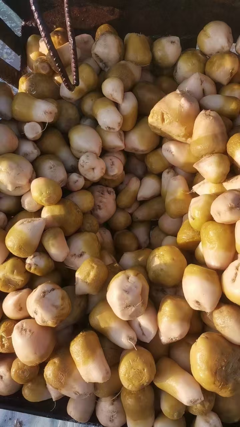 【泡菜】咸菜，腌菜热烈欢迎四海宾客来我们基地考察订购