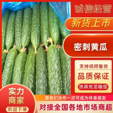 密刺黄瓜精品电商货大量上市，价格便宜，诚信经营，可视频看货