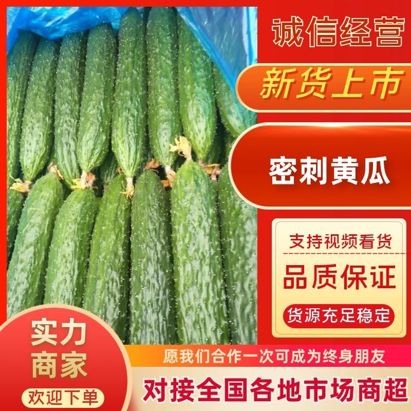 密刺黄瓜精品电商货大量上市，价格便宜，诚信经营，可视频看货
