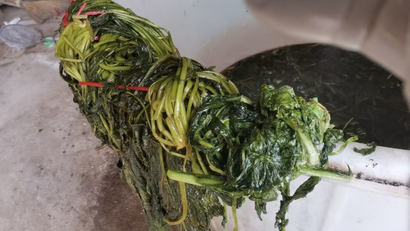 【泡菜】脆爽可口保质保量，传统工艺淹制厂家直供