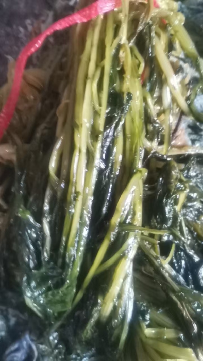 【泡菜】脆爽可口保质保量，传统工艺淹制厂家直供