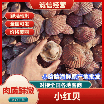 扇贝精品港湾贝小红贝扇贝一手货源产地直供欢迎来