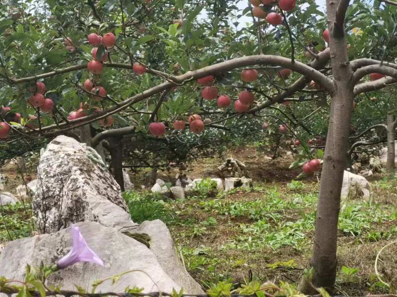 云南嘎啦苹果石缝生长矿物质高基地直发欢迎咨询