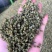 原产地直发金阳麻椒上货青麻椒24年新货量大价优货源充足