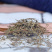 白花蛇舌草蛇舌草材批发