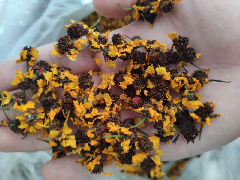 菊花昆仑雪菊雪菊新疆雪菊胎菊一件代发量大从优