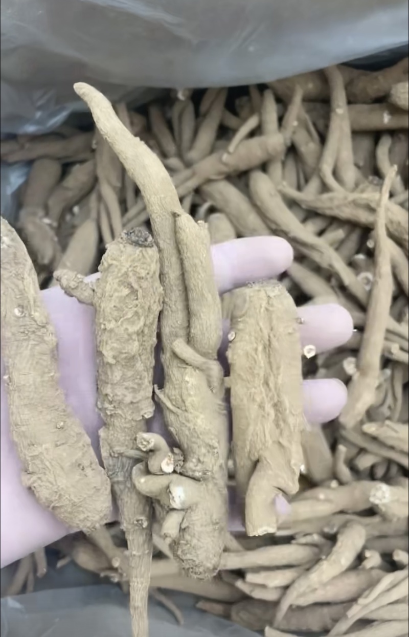 甜当归独脚当归批发量大从优