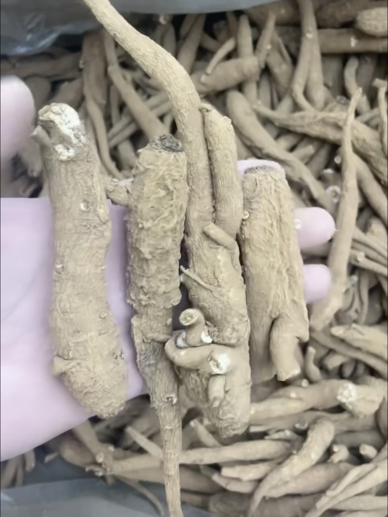 甜当归独脚当归批发量大从优