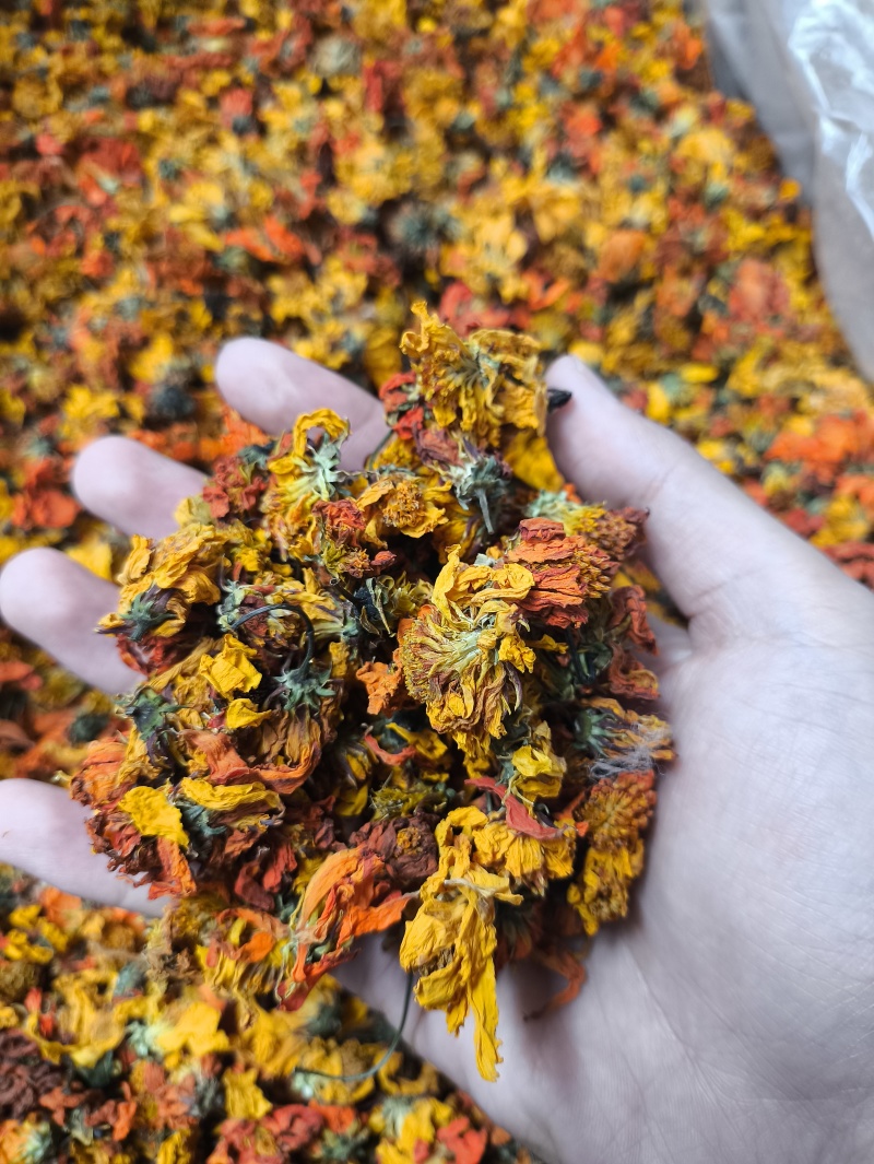 雪菊冰菊冰山红雪菊臧红菊一手货源量大从优