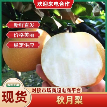 正宗莱阳秋月梨精品产地直发一件代发坏果包赔