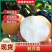 正宗莱阳秋月梨精品产地直发一件代发坏果包赔