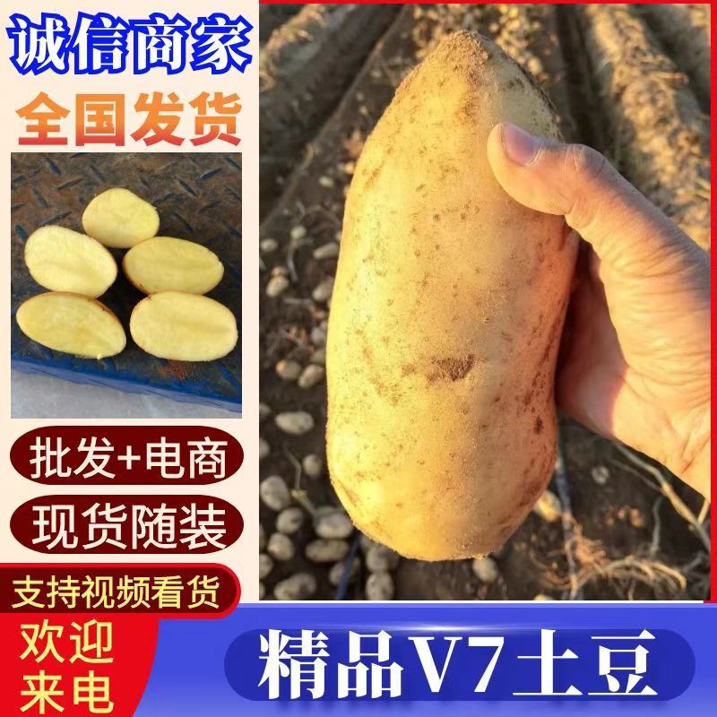 V7土豆陕北土豆黄皮黄心现货供应规格齐全全国代发