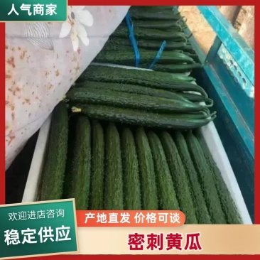 莘县密刺黄瓜热卖中品质上乘基地直发价格优惠欢迎来电咨询