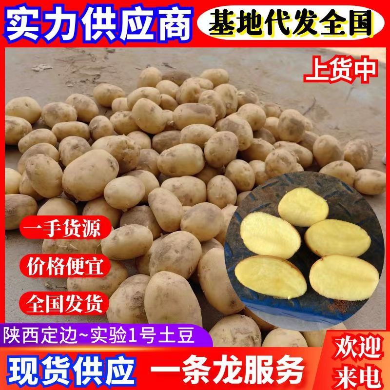 实验1号土豆陕北土豆黄皮黄心规格齐全代发全国