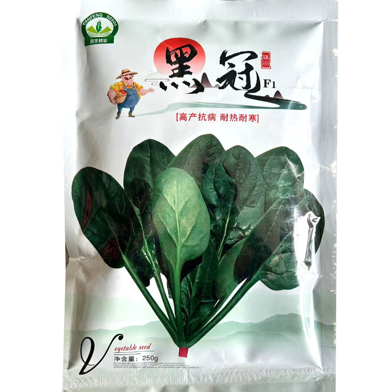 黑冠大叶菠菜种子高产抗病耐热耐寒黑绿油亮