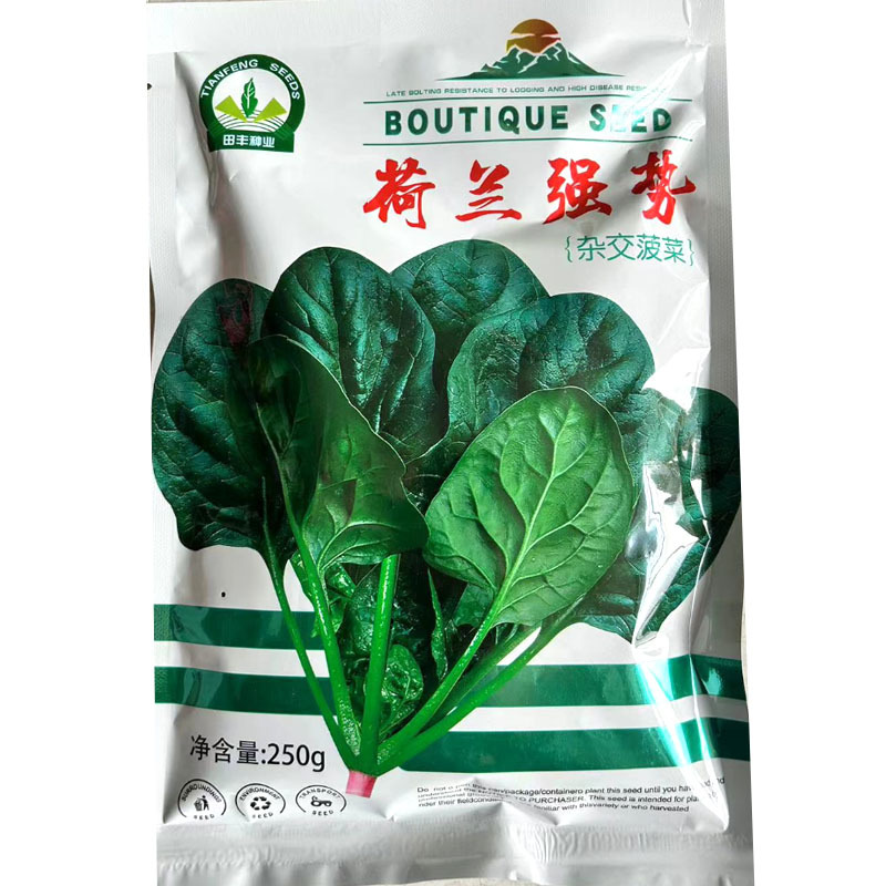 荷兰强势大叶菠菜种子耐寒高产叶片肥厚芽率高基地品种