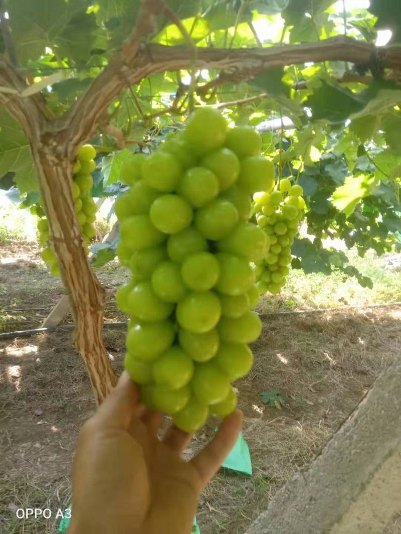 （推荐）阳光玫瑰产地一手货源大量供应欢迎前来选购