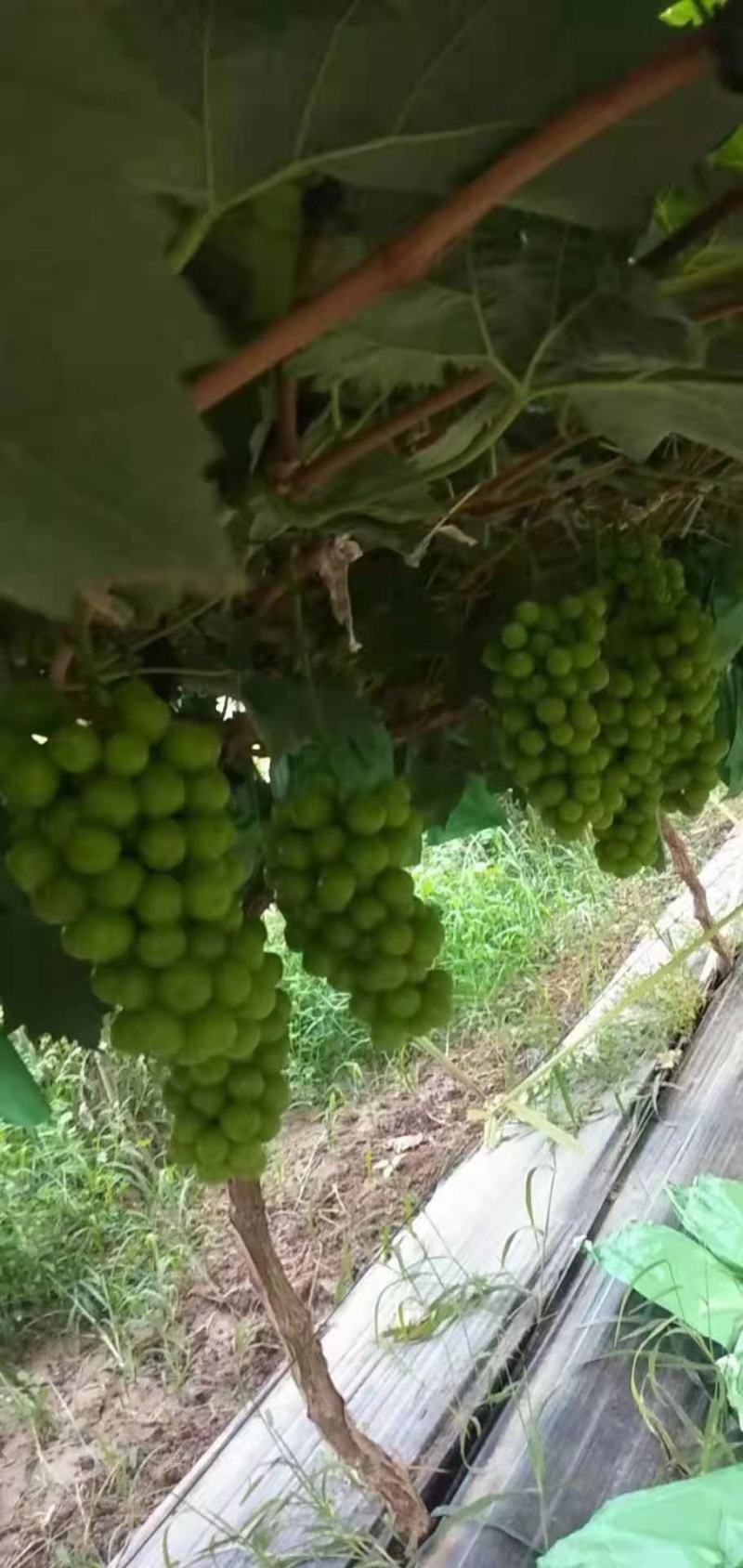 （推荐）阳光玫瑰产地一手货源大量供应欢迎前来选购