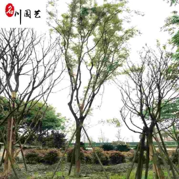 四川基地供应精品黄连木自产自销10-30公分黄连木
