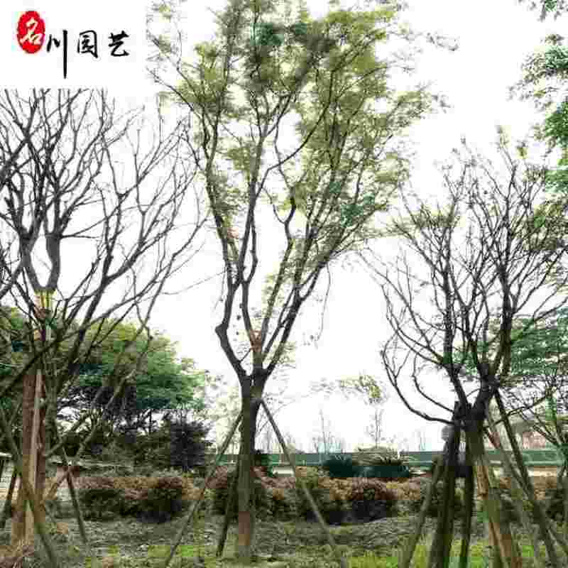 四川基地供应精品黄连木自产自销10-30公分黄连木
