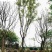 四川基地供应精品黄连木自产自销10-30公分黄连木
