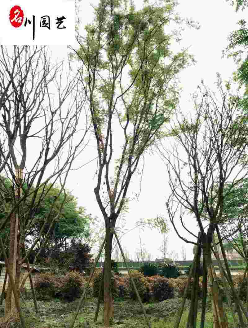 四川基地供应精品黄连木自产自销10-30公分黄连木