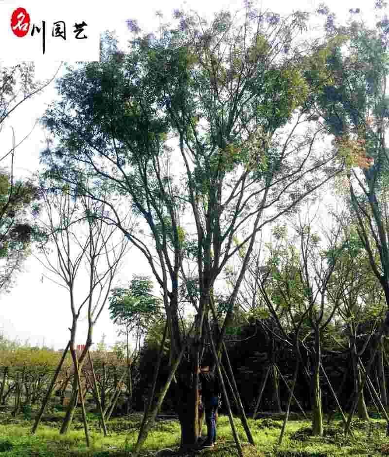 四川基地供应精品黄连木自产自销10-30公分黄连木