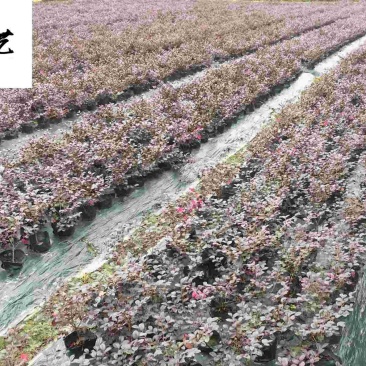 红花继木杯苗工程苗批发园林绿篱道路绿化耐寒耐旱